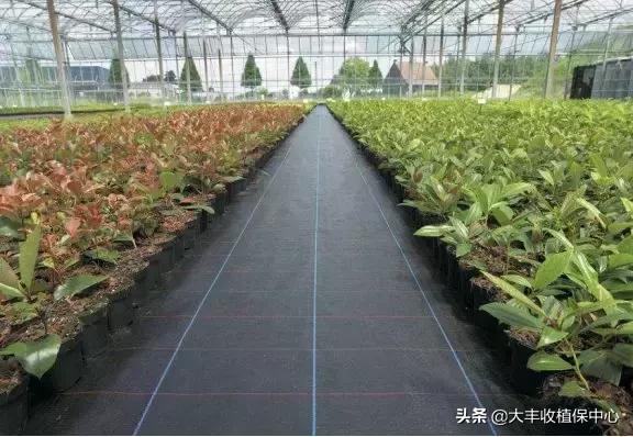 怎么除草又快又省力,除草用什么方法最省钱