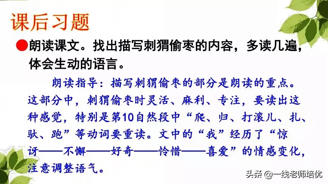 带刺的朋友三年级上册,三年级语文带刺的朋友课文知识点