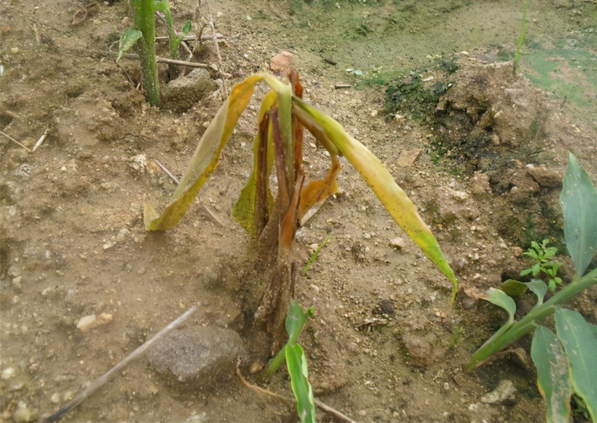 草木灰种生姜技术,桶种生姜技术