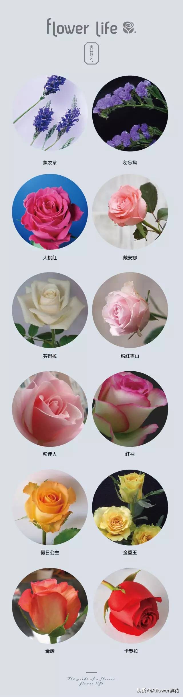 100种花店常用鲜花,花店鲜花种类大全