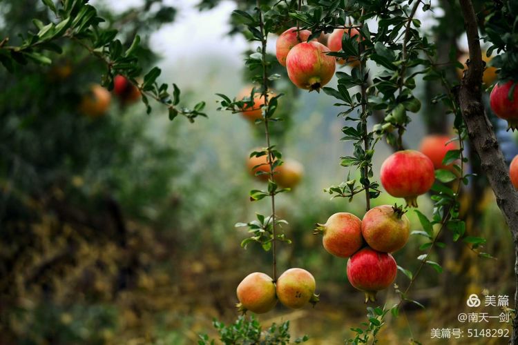 石榴一般几月份熟,石榴怎么判断熟了