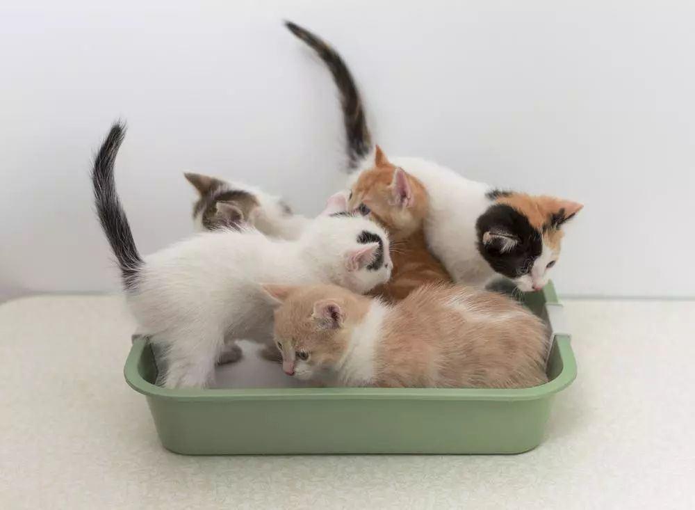 猫砂盆还没到猫咪乱拉怎么办,猫咪乱拉臭臭怎么办