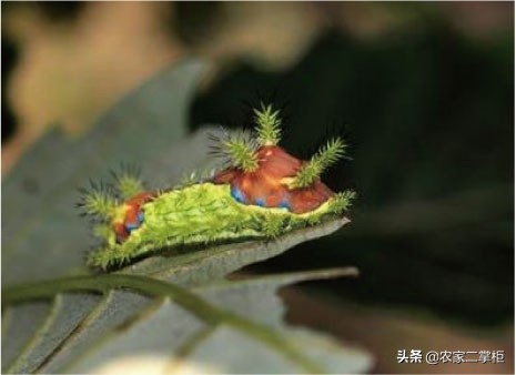 设施甜樱桃花期管理,樱桃种植技术及病虫害防治