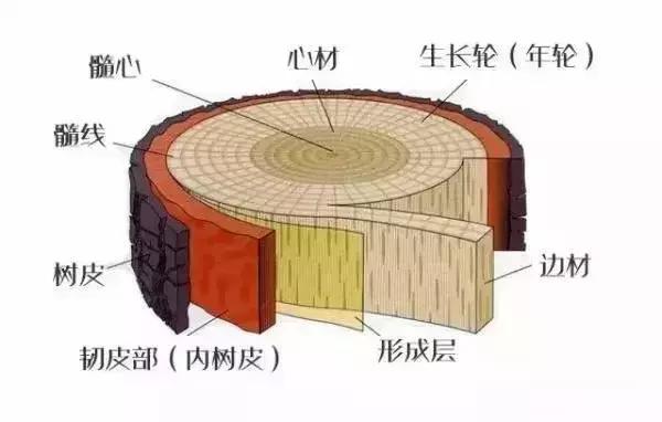 核桃越放浆越能结吗,核桃放浆的最佳时间