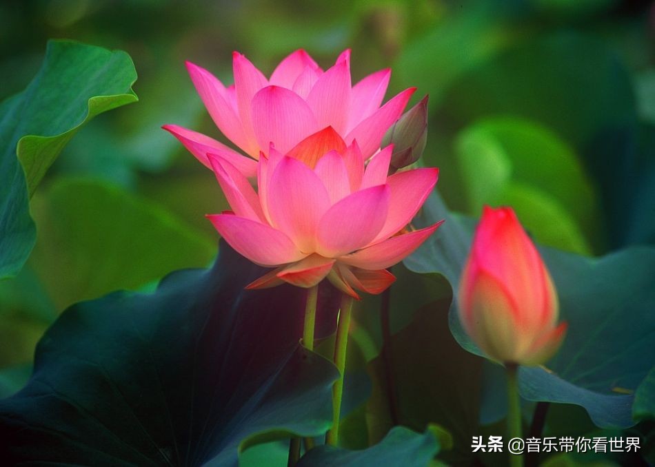 中国各城市市花图片简介,各个城市的市花有哪些