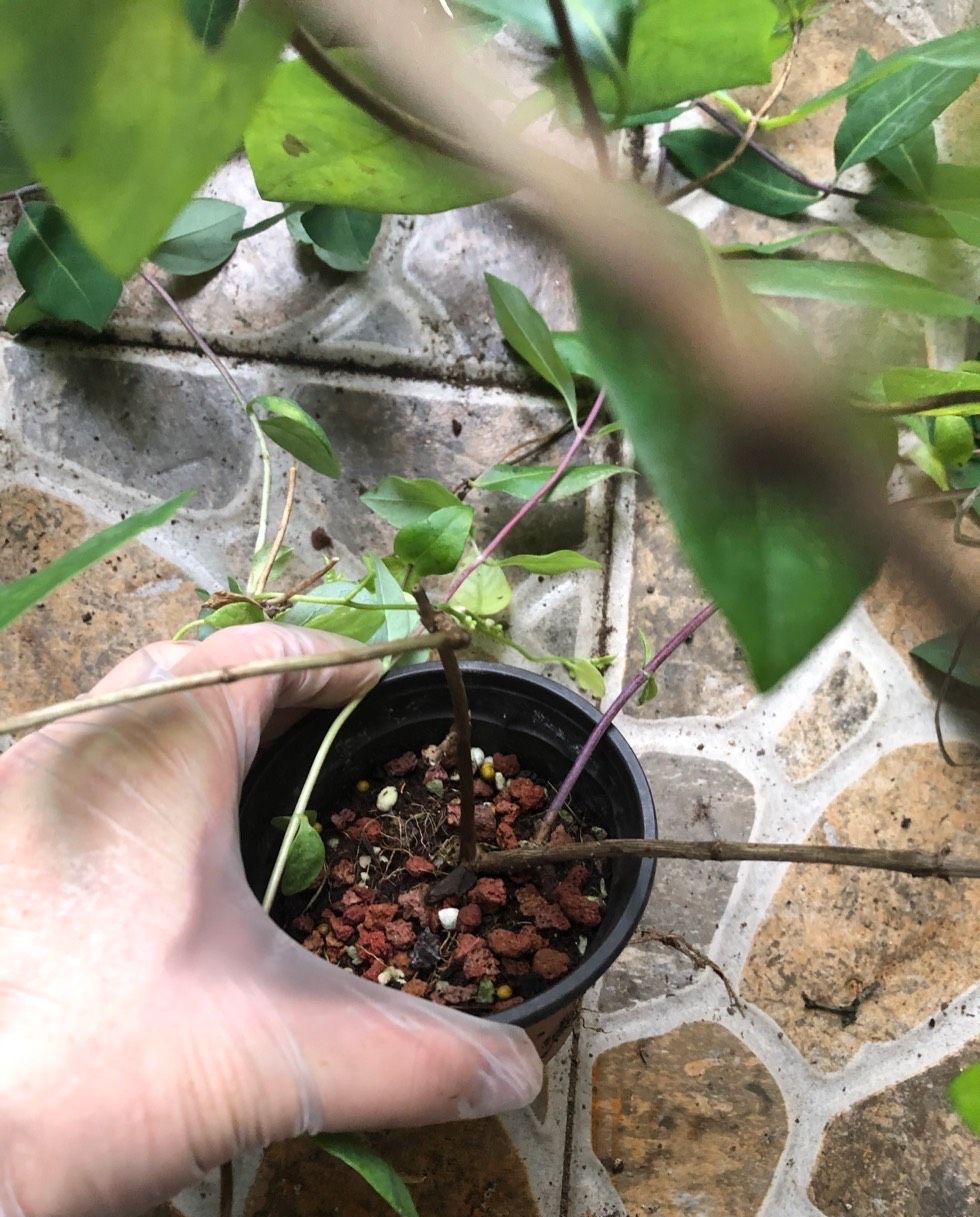 金银花怎么养成盆景,盆栽金银花养殖方法