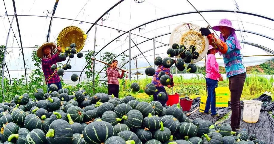 15元一斤种植什么最赚钱,年收入百万的种植品种