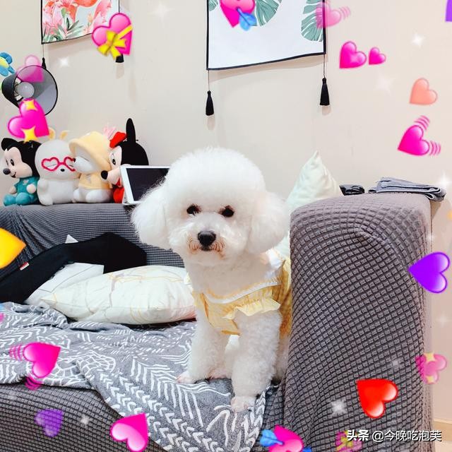 狗狗越来越瘦吃什么吐什么还没力,狗狗最近变得懒了怎么回事