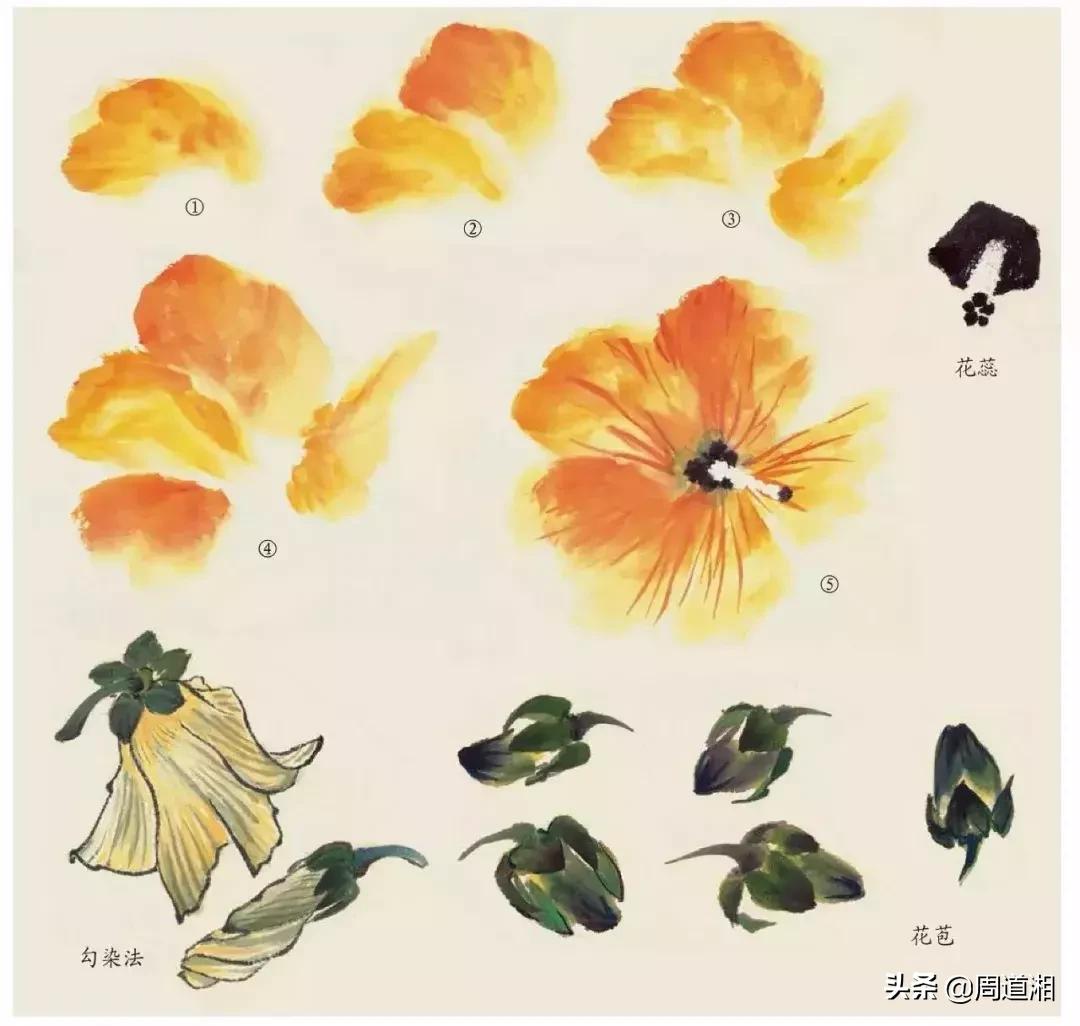 国画花卉大全教程视频,花卉小品国画图片大全