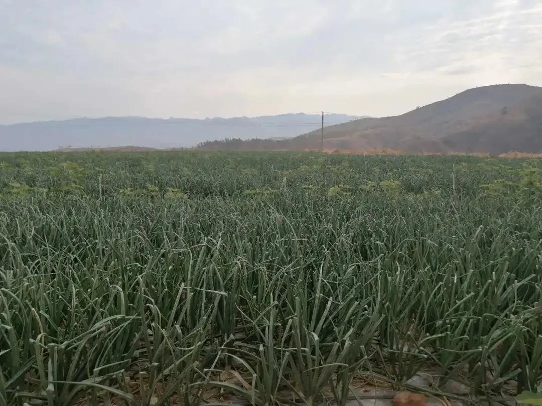 公益林损坏如何处理,关于林地被破坏的情况通报