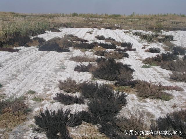 土壤盐碱改良剂有效吗,土壤改良剂效果怎样