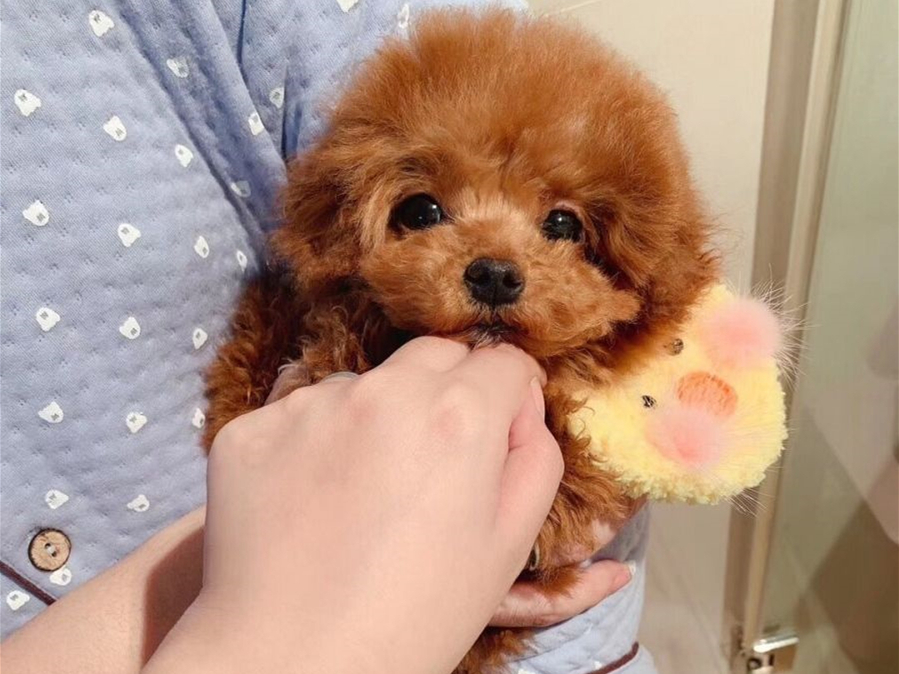 茶杯犬的习性与养殖,茶杯犬的饲养知识
