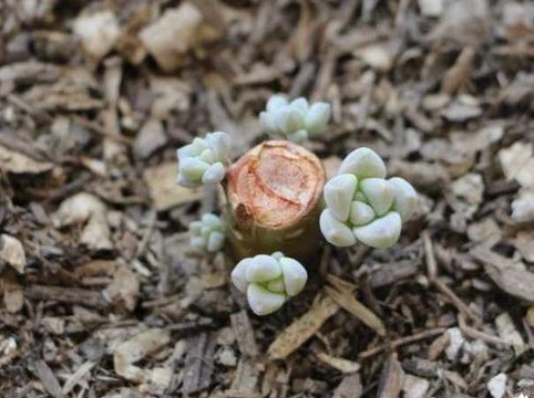 红稚莲多肉徒长除了砍头还能怎样,多肉徒长了砍成光杆还能发芽吗
