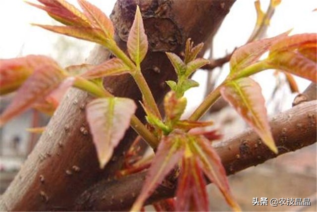 绿香椿红香椿哪个更适合阳台种植,巴山红香椿种植技术视频