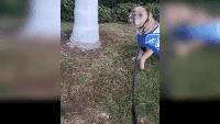 狗子也有害怕的时候,狗子有阴阳眼有什么讲究