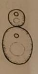 初中生物学业水平考试电子版,初中生物学业水平考试质量分析