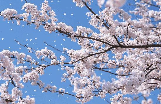 大冶金牛镇小堰村樱花节,2023年大冶殷祖北山樱花节