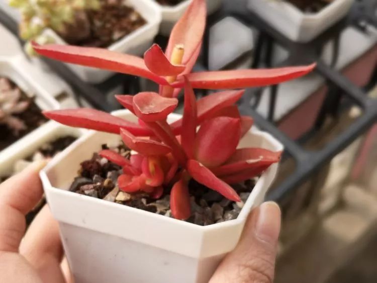 多肉一个月对比照,多肉30天前后对比图