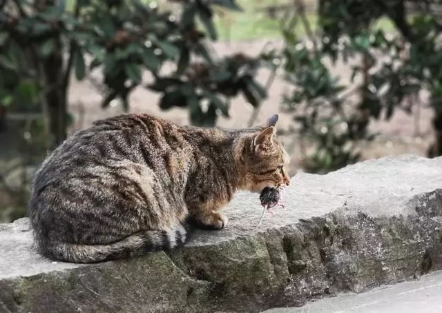 猫咪现在好上分吗,老鼠的克星猫咪