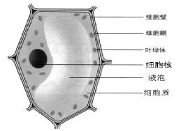 七年级上科学8-11章知识点总结,七年级上册华东师大版科学知识点