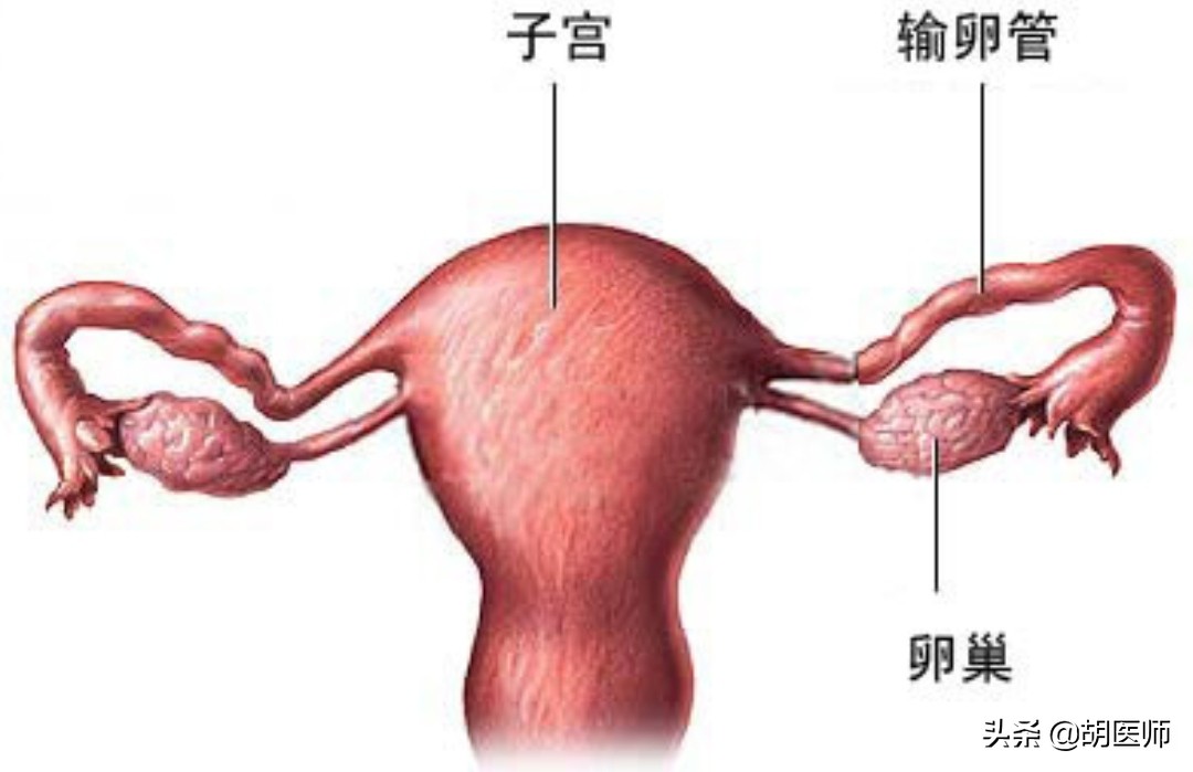 盆腔炎、子宫肌瘤、输卵管肿胀、子宫内膜炎等医案，妇女福音！