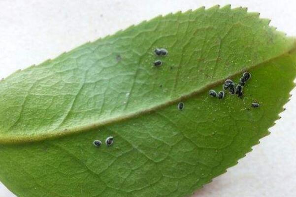 茶花病虫害有哪些,茶花常见病虫害防治视频