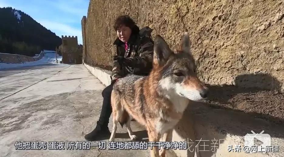 这位“女汉子”在*疆新**，把狼养成了哈士奇，就是经常揍狼的那个