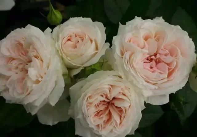 100种玫瑰花品种大全,玫瑰花有哪些品种大全