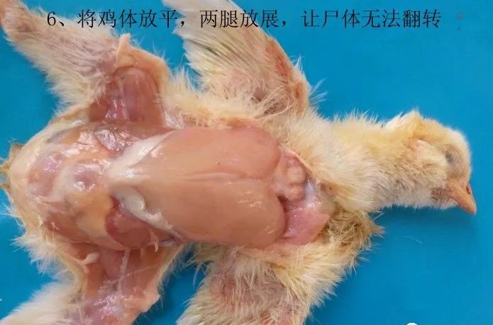 家禽常见疾病及检测方法书籍,家禽养殖疾病诊断