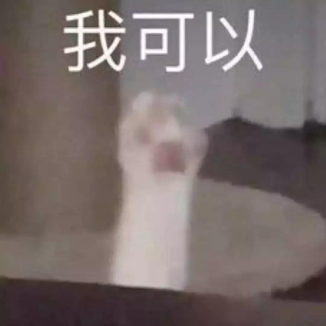 福懋动物医院：猫咪皮肤病不难治，看了这篇你就懂了