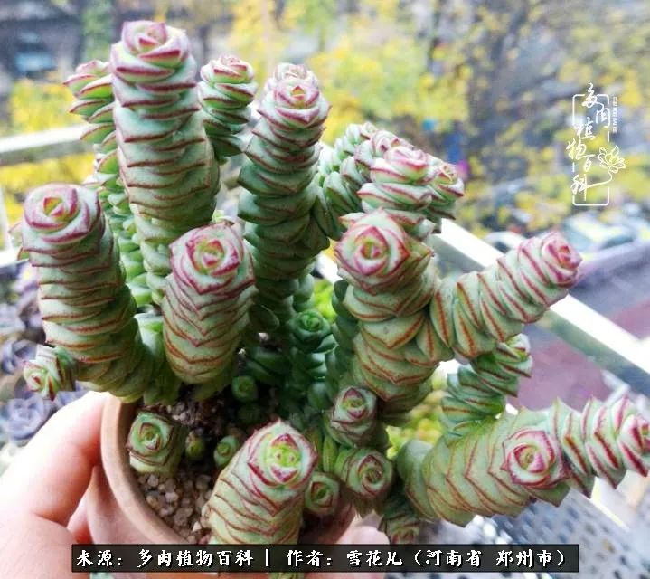 我的多肉乐园,多肉三寸阳台效果图