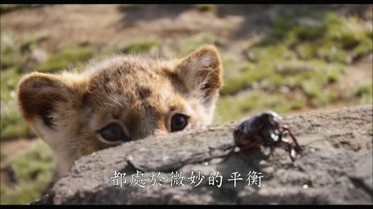 狮子王辛巴成长记完整版,狮子王辛巴的经历带给我们的启示