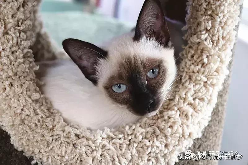 猫主子驾到,猫咪主子驾到