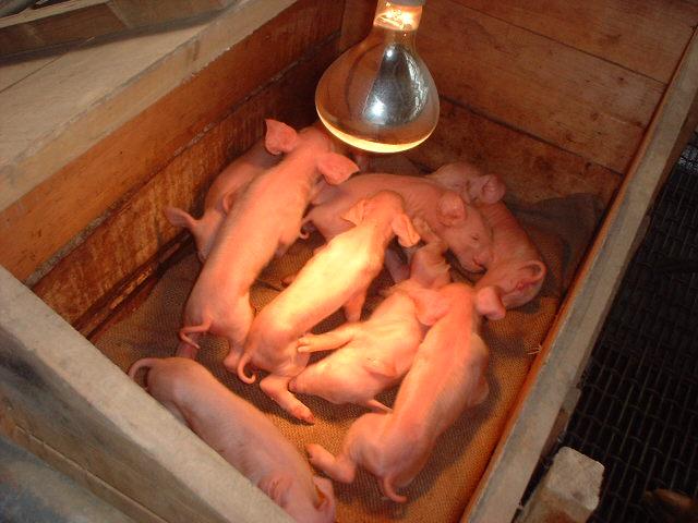母猪上产床最简单方法,母猪要生了产床需要怎么准备呢