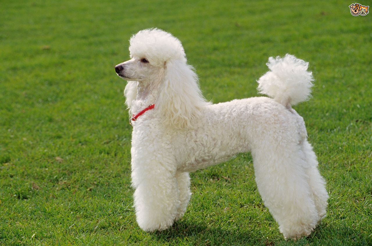 适合敏捷训练的犬种有哪些,什么犬种最聪明又好训战斗力强
