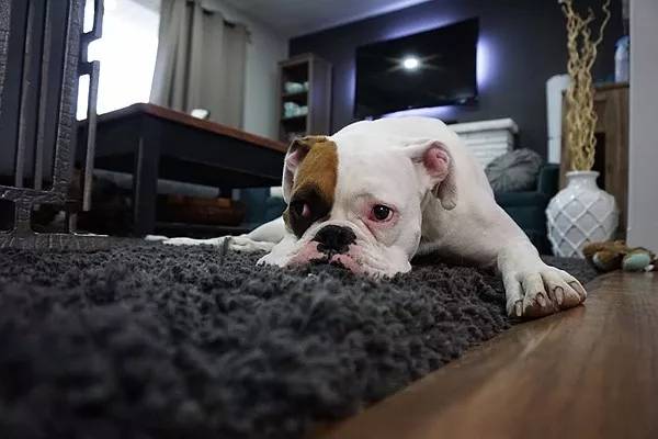 狗毛被剃光狗内心崩溃,把狗毛剃光长出来成卷毛了