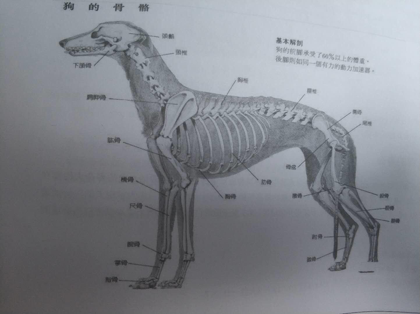狗生殖生理解剖结构,狗的生理常识