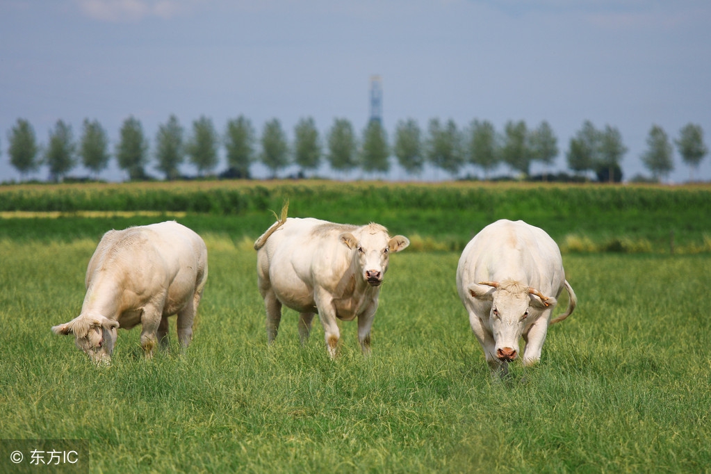 母牛流产的防治方法,母牛出现流产征兆最佳治疗方法