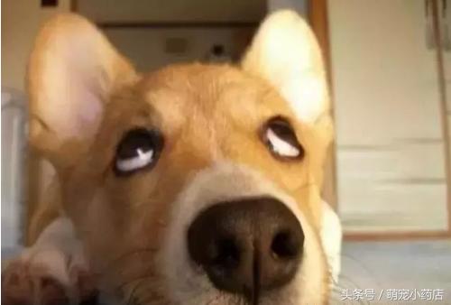狗狗翻白眼看主人什么意思,狗狗翻白眼没精神怎么回事