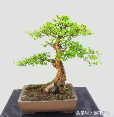 小叶女贞盆景作品欣赏,小叶紫檀盆景的鉴赏