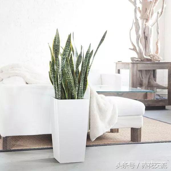 可以净化空气的室内盆栽植物水培,10种能吸甲醛净化空气的盆栽