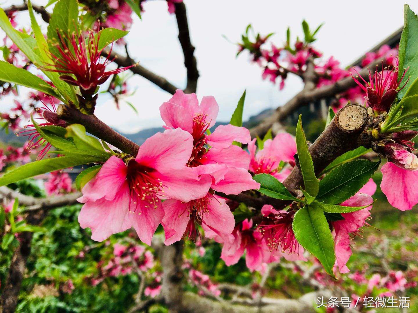 骑记：桃花十里，只取其一