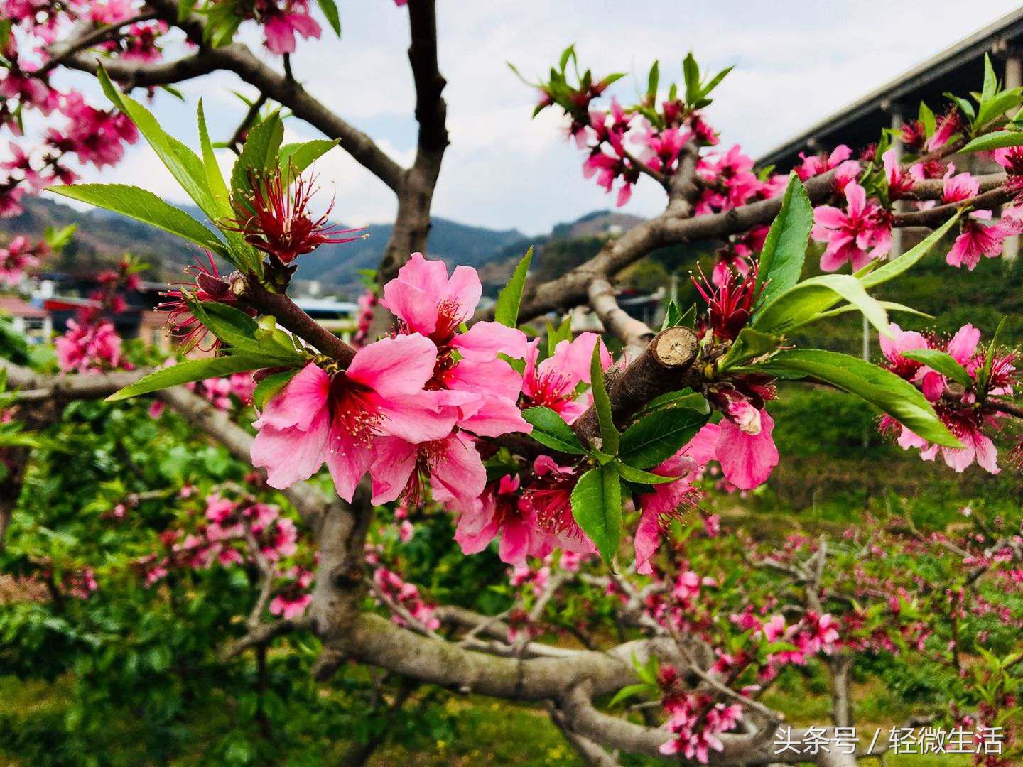 骑记：桃花十里，只取其一