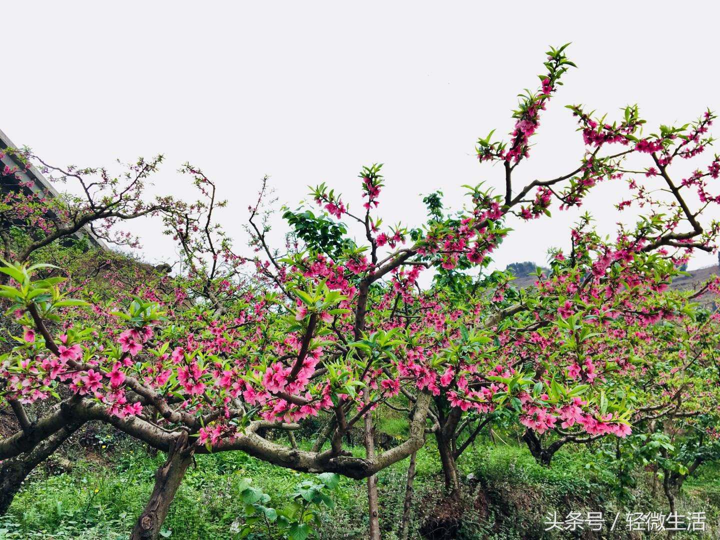 骑记：桃花十里，只取其一