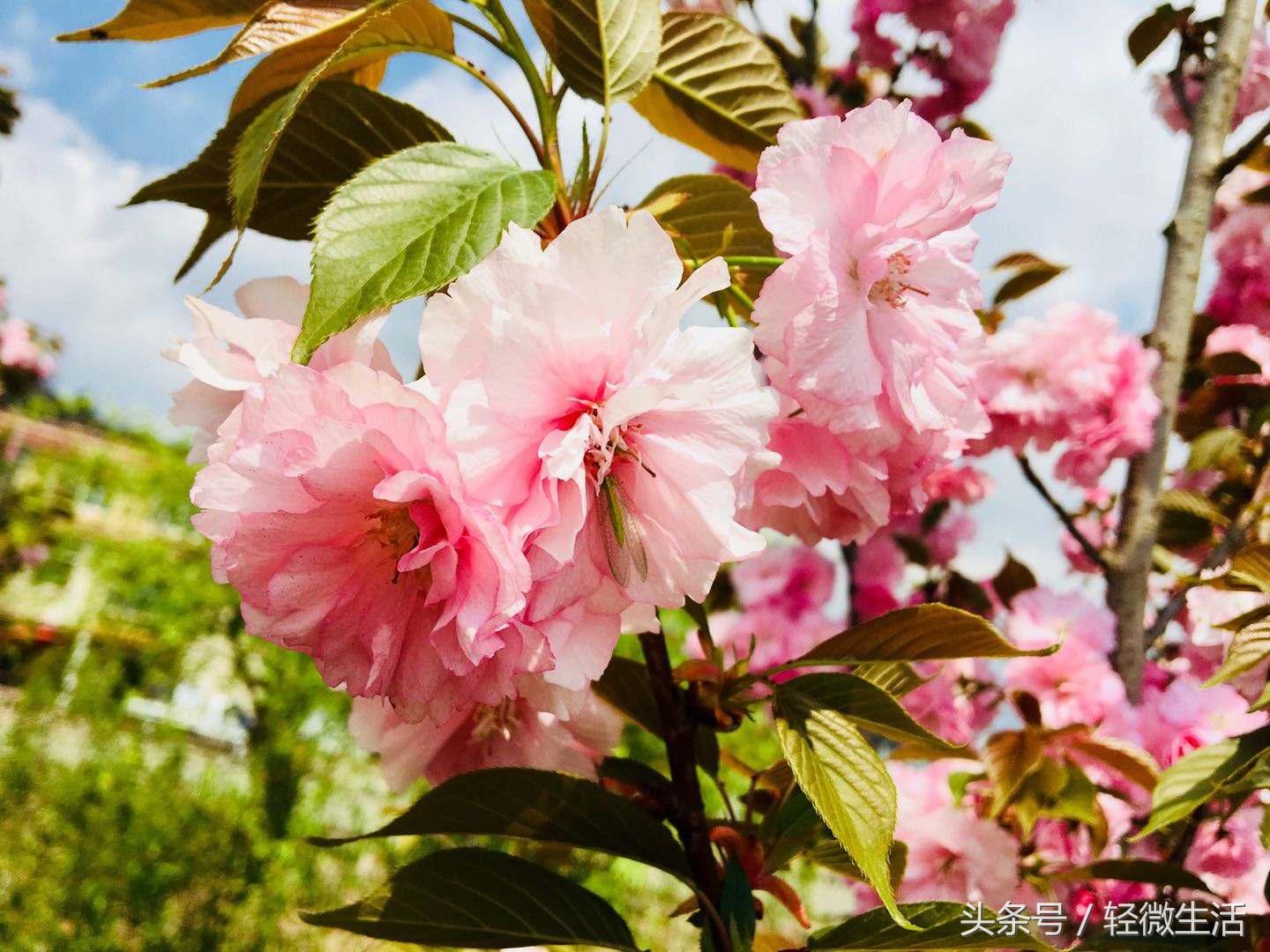 骑记：桃花十里，只取其一
