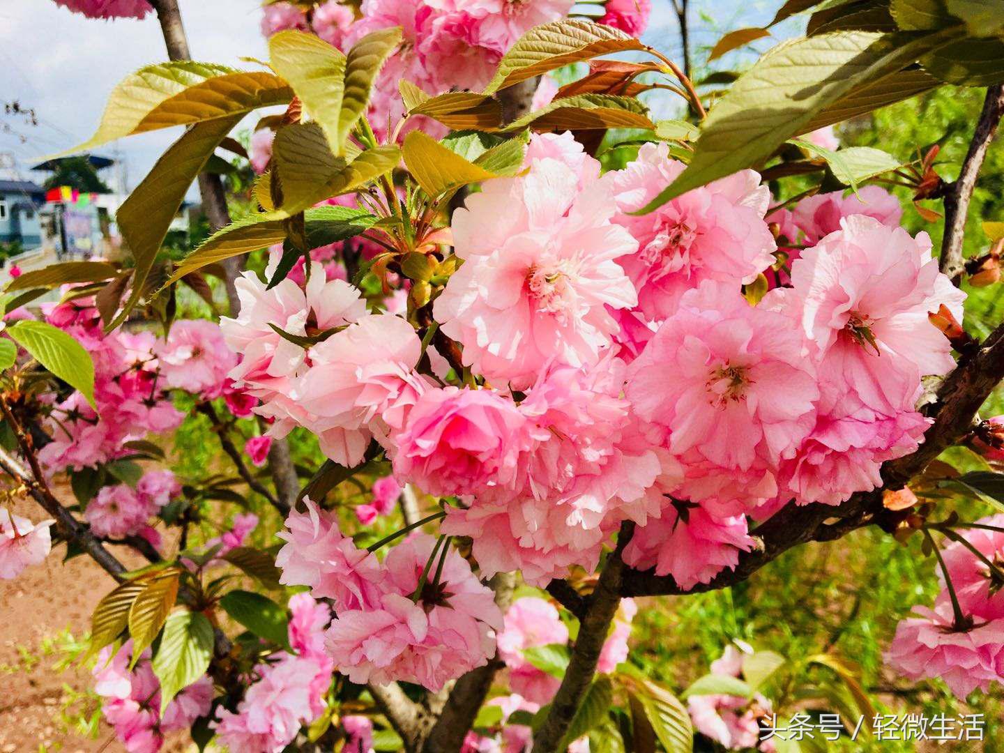 骑记：桃花十里，只取其一