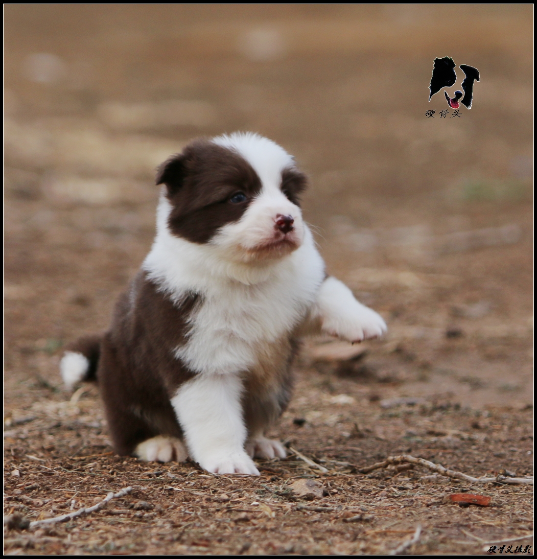 边境牧羊犬小狗满月和2个月的差别