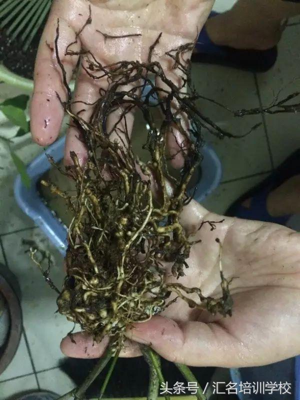 养花烂根枯萎怎么办用什么西药,养花养草烂叶怎么办
