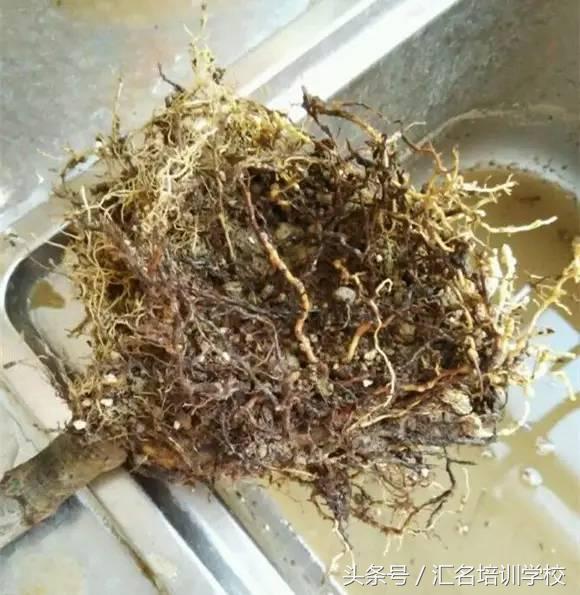 养花烂根枯萎怎么办用什么西药,养花养草烂叶怎么办
