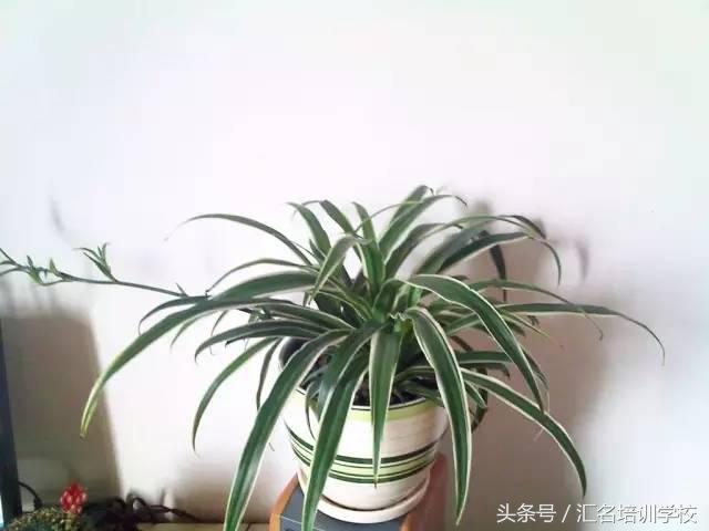 养花烂根枯萎怎么办用什么西药,养花养草烂叶怎么办